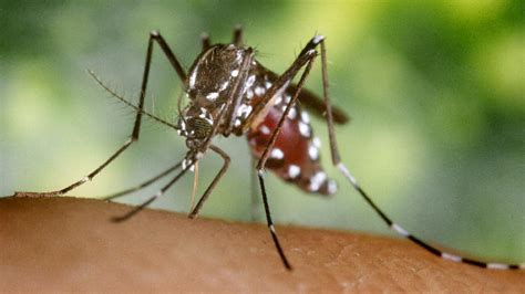 dengue fieber in italien